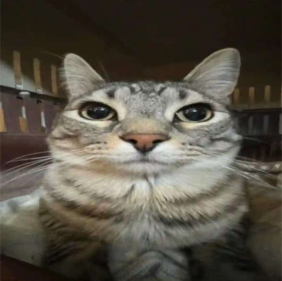 Gatitos World Mascot